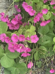 Oxalis bowiei