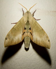 Pseudoclanis postica