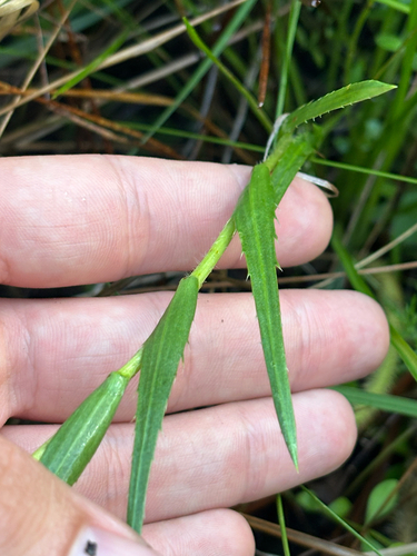 thistleleaf aster (Eurybia eryngiifolia)