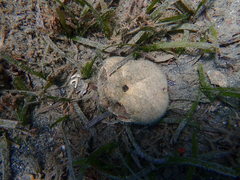 Clypeaster rosaceus
