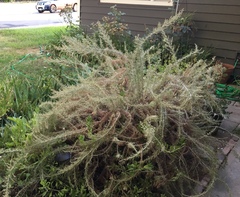 Artemisia californica
