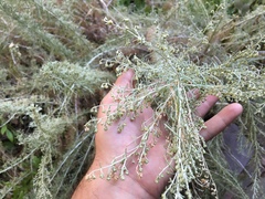 Artemisia californica