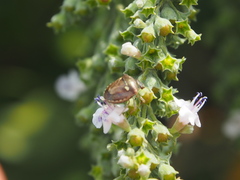 Eysarcoris guttigerus