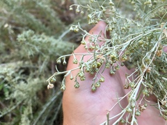 Artemisia californica