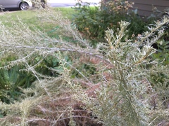 Artemisia californica