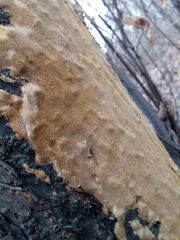 Phellinopsis conchata