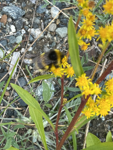 Cryptic Bumble Bee photo 6