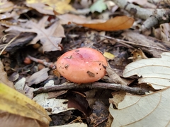 Russula subemetica