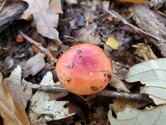 Russula subemetica