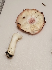Russula subemetica