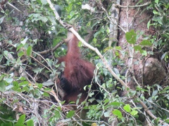 Pongo pygmaeus