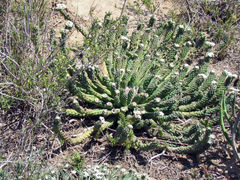 Euphorbia inermis