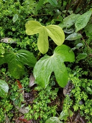 Anthurium truncicola