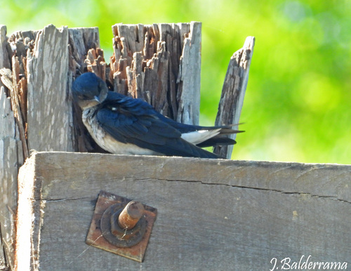 Gray-breasted Martin