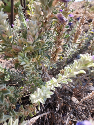 Eremophila hygrophana, photograph 2