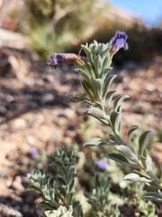 Eremophila hygrophana, photograph (c) Mary Lata, some rights reserved (CC BY)