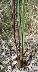 Haemodorum austroqueenslandicum