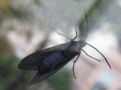 Balataea funeralis