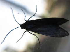 Balataea funeralis