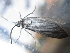 Balataea funeralis
