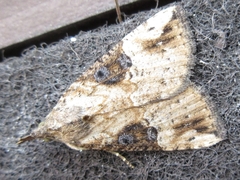 Hypena tristalis