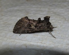 Ctenoplusia oxygramma