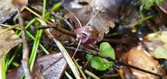 Corybas obscurus