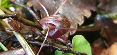 Corybas obscurus