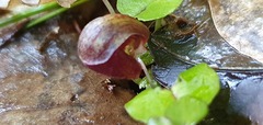 Corybas obscurus
