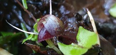 Corybas obscurus