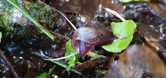 Corybas obscurus