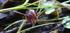 Corybas obscurus