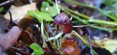 Corybas obscurus