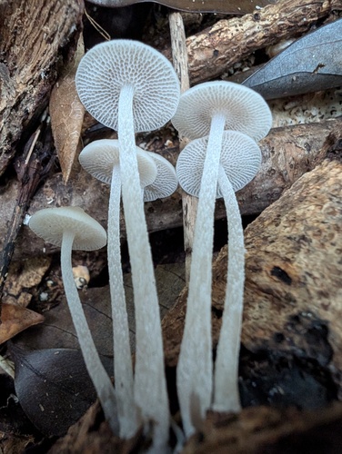 Favolaschia manipularis