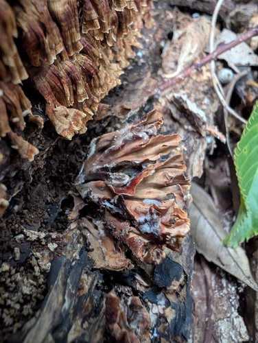 Xylobolus spectabilis