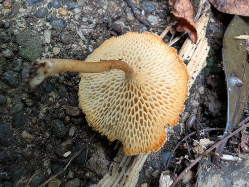 Lentinus arcularius