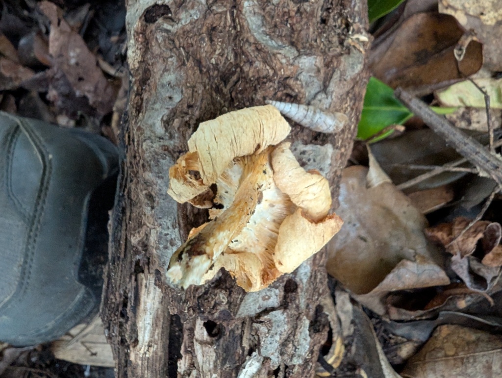 Lentinus squarrosulus · August 2025 · photo: © atsushi_nakajima_cirque (iNaturalist, cc-by)