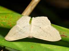 Scopula perlata