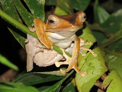 Polypedates otilophus