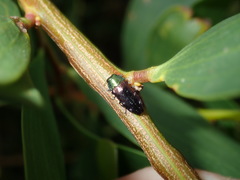 Diphucrania marmorata