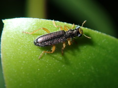 Lemidia