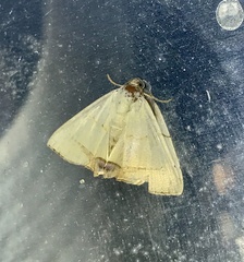 Eulepidotis modestula