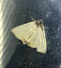 Eulepidotis modestula