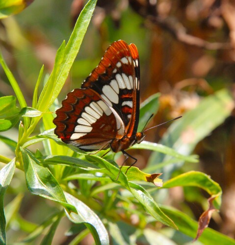 iNaturalist observation photo of Lorquin's Admiral