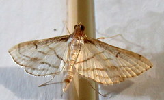 Marasmia trapezalis