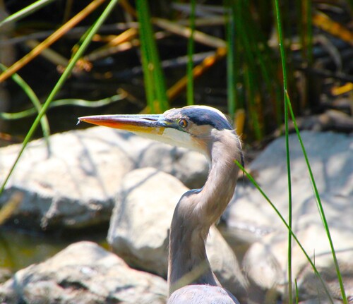 iNaturalist observation photo of Great Blue Heron