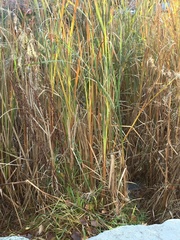 Typha latifolia