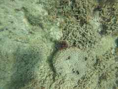 Ircinia felix