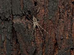 Tamopsis fickerti