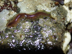 Pterocirrus montereyensis